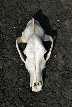 White fox skull lying on the ground (front view)