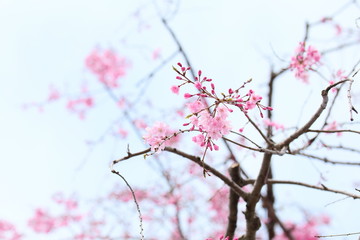 しだれ桜
