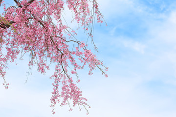 しだれ桜