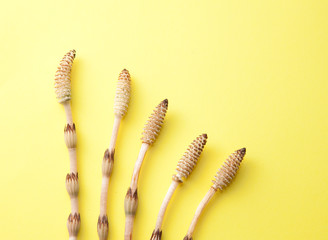 つくし　春の訪れ