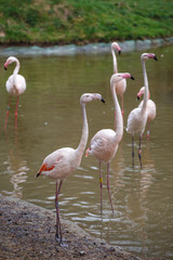 Group of pink flamingos (Phoenicopterus roseus)