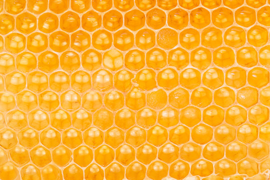 Honeycomb. High-quality picture.