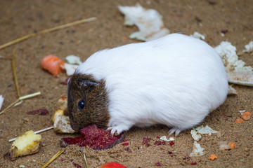 Guinea pig eats red beet (Cavia aperea f. porcellus)
