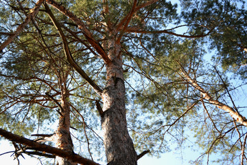 Pines with many branches