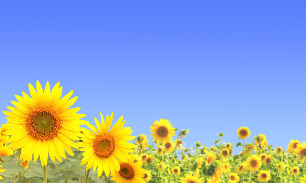 Fototapeta Sunflowers on blue sky background