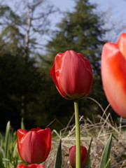 Tulpen im Frühling