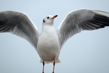 The black-headed gull is a small gull that breeds in much of Europe and Asia, and also in coastal eastern Canada. Most of the population is migratory and winters further south.