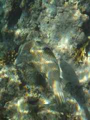 pesci e barriera corallina