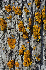 Poplar tree trunk with bark and yellow moss, background texture