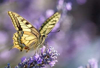 Schmetterling auf einer Lavendelblüte