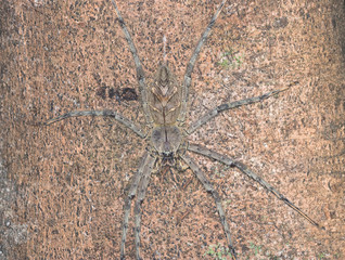 Heteropoda sp.