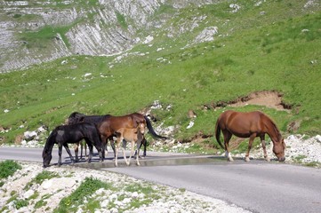 Park Durmitor dzikie konie © radek5252