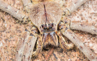 Heteropoda sp.