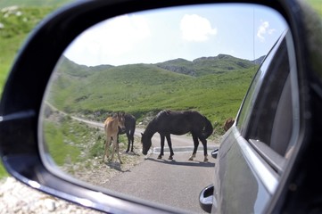 Park Durmitor dzikie konie © radek5252