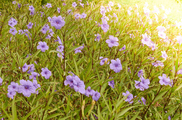 Natural flower background, Amazing nature view of purple flowers blooming in garden under sunlight at the middle of summer day