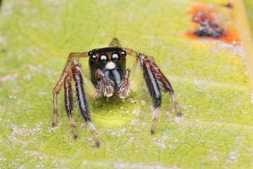 Jumping spider (Pancorius sp.)