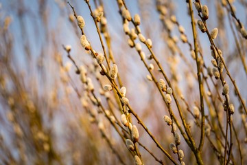 Obraz premium Catkins on willow tree branches at springtime.