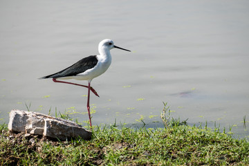 Black-winged Stilt