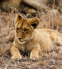 Fototapeta na wymiar Lion Cub taking a rest