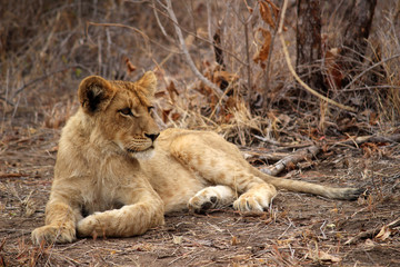 Naklejka na ściany i meble Lion Cub taking a rest