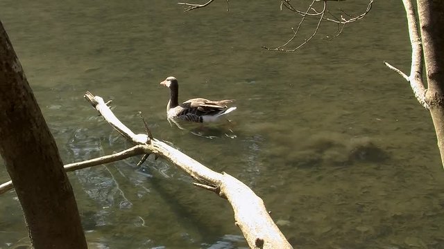 Eine russische Gans schwimmt in einem Flu&szlig; in Ufern&auml;he