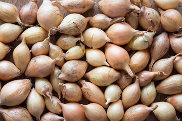 Onion for sowing. Onions background.