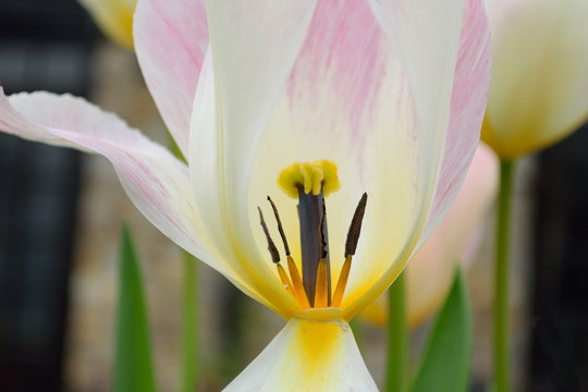 Spring flower tulip with broken petal