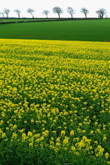 Rapeseed field with row of trees on a horizon in East Devon, England