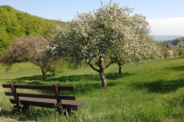 Fr&uuml;hling und Baumbl&uuml;te im Odenwald