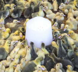Large group of newly hatched ducklings on a farm.