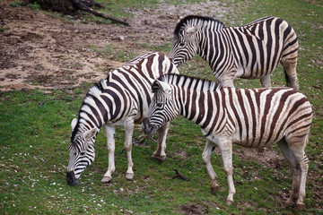 Fototapeta na wymiar Three zebras grazing on pasture