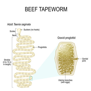 beef tapeworm (Taenia saginata)