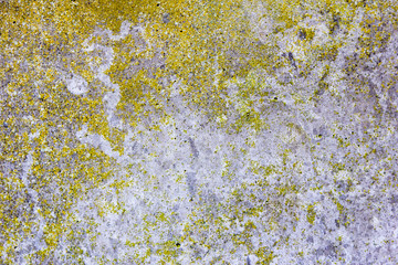 Concrete overgrown with moss and lichen