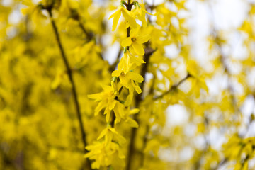 Yellow blooming tree flowers