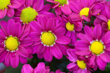  Purple chrysanthemums.