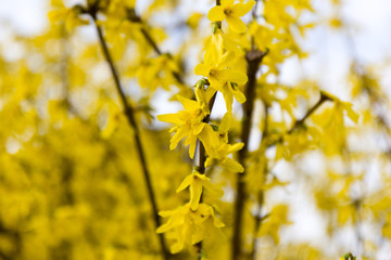 Fototapeta na wymiar Yellow blooming tree flowers