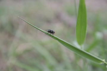 big fly on green leaf.