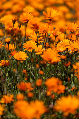 Close up image of bright orange daisy flowers in a field