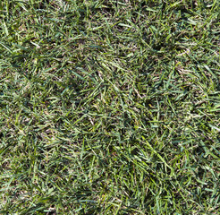 Natural green grass background texture.