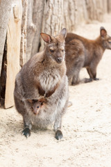 Female kangaroo with a cute baby calf