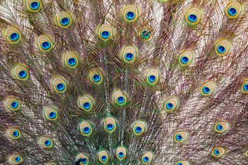 Obraz premium Colorful Peacock feathers