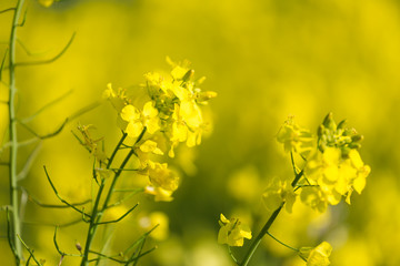 Close up image of Canola or Rapeseed flowers in a field