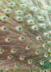 Obraz premium Colorful Peacock feathers