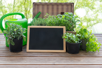 Herbs in a little garden