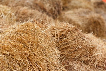 Bricks of fresh hay