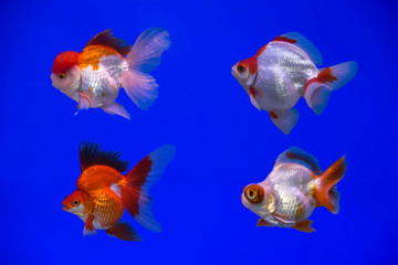 Fototapeta premium Goldfish in an aquarium
