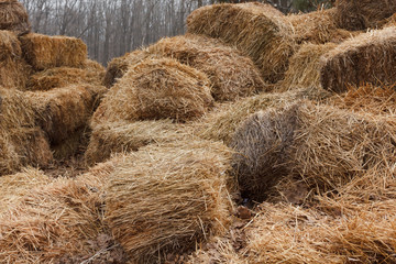 Bricks of fresh hay