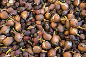 Nature background, A close up view of flower bulbs.