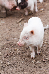 Cute little piglets