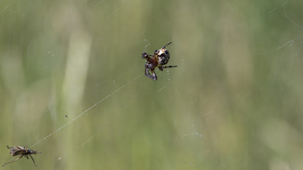 Spider